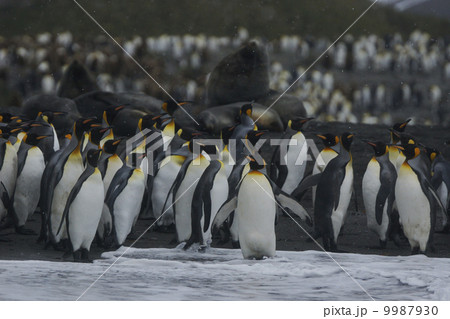 キングペンギン キングペンギン 9987930