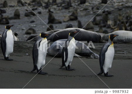 キングペンギン キングペンギン 9987932