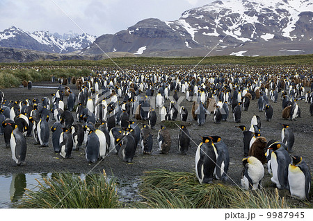 キングペンギン 9987945