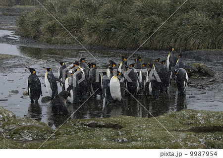 キングペンギン キングペンギン 9987954