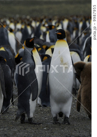 キングペンギン 9987955