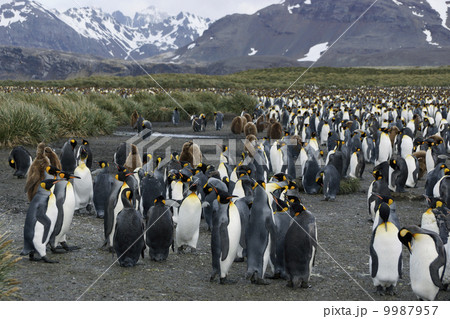 キングペンギン 9987957