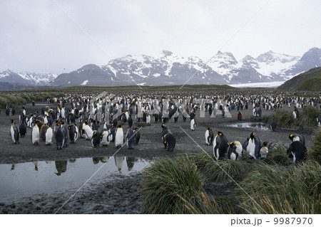キングペンギン 9987970
