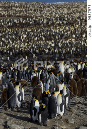キングペンギン 9987973