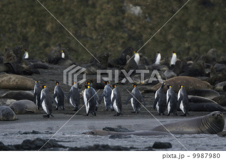 キングペンギン キングペンギン 9987980