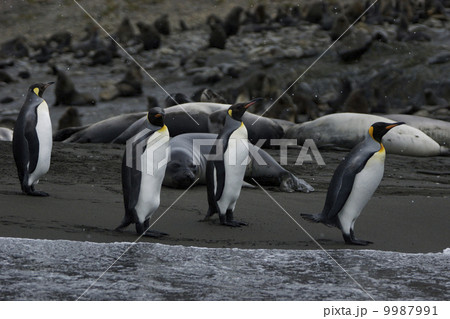 キングペンギン キングペンギン 9987991
