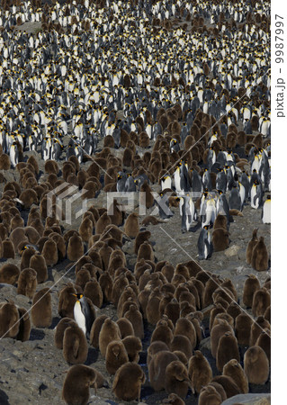 キングペンギン 9987997