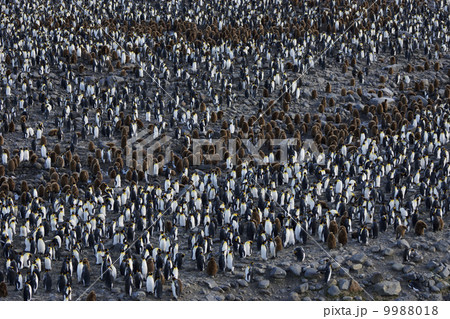 キングペンギン キングペンギン 9988018