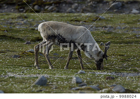 レインディア 9988024