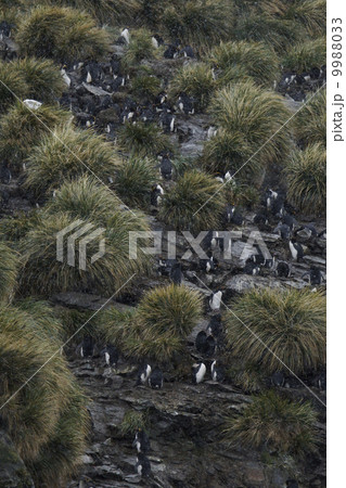 マカロニペンギン マカロニペンギン 9988033