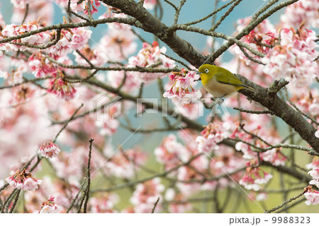 桜とメジロ　自然風景の写真素材 9988323