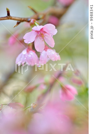 雅桜 雅桜 9988341