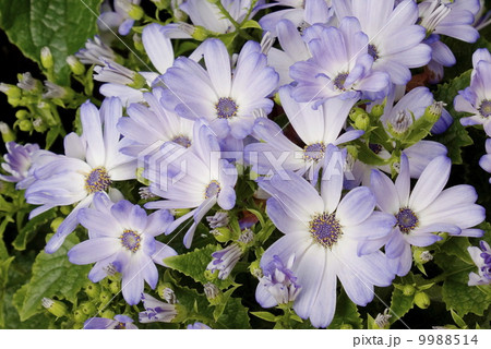 シネラリア　(サイネリア)  04 9988514