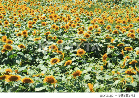 ひまわり 9988543