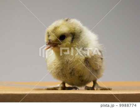 Chick on box 9988774