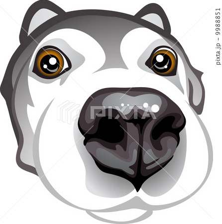 curious muzzle Huskies curious muzzle Huskies 9988851