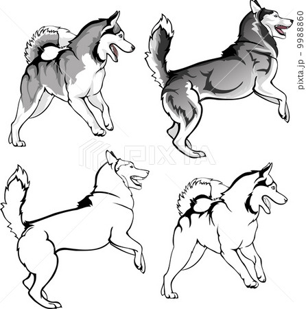 Toying husky Toying husky 9988860