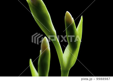 シャガ　 9988987