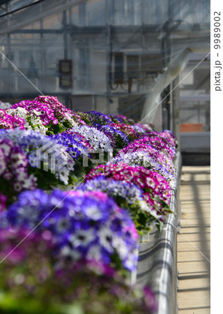 サイネリア（ハウス栽培）　花の写真素材 9989002