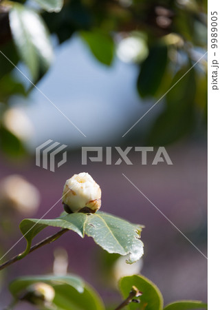 ツバキ（白唐子 蕾）　季節の花写真素材 9989005