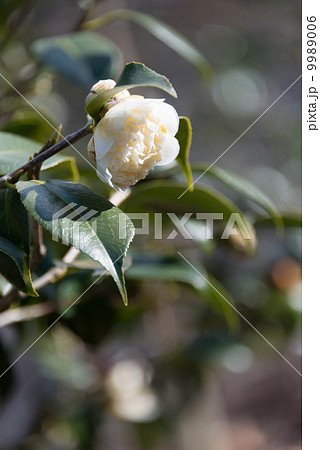 ツバキ（白唐子）　季節の花写真素材 9989006