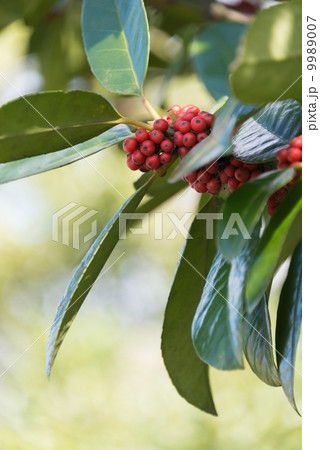 タラヨウ　季節の花写真素材 9989007