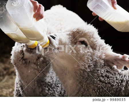 ミルクを飲む仔羊 9989035