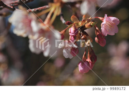 自然　植物　河津桜の蕾と花 9989172