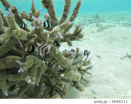 モルディブ 9989211