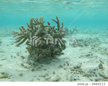 モルディブ 9989213