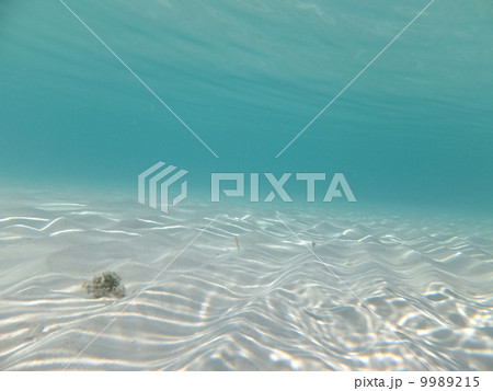 モルディブ 9989215