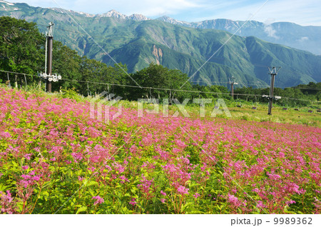 アカバナシモツケソウ アカバナシモツケソウ 9989362