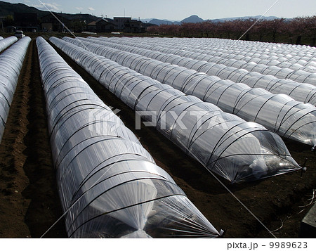 春野菜の促成栽培 9989623