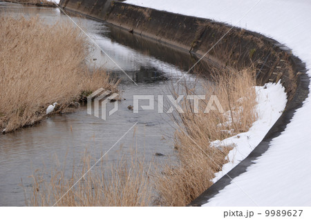 八王子　湯殿川　２月 9989627
