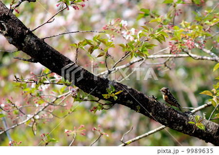 桜の木のコゲラ 桜の木のコゲラ 9989635