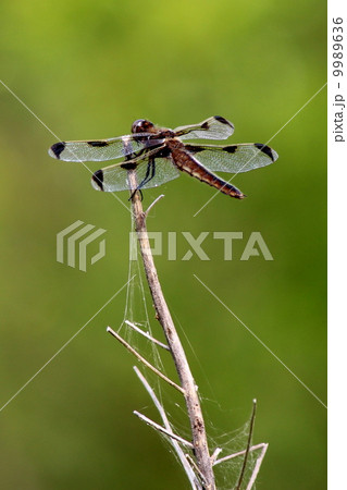 ベッコウトンボ 9989636