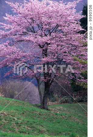 ピンクの大山桜 9990506