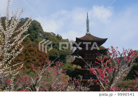 梅と瑠璃光寺 梅と瑠璃光寺 9990541