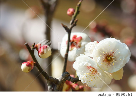 白い梅の花 白い梅の花 9990561