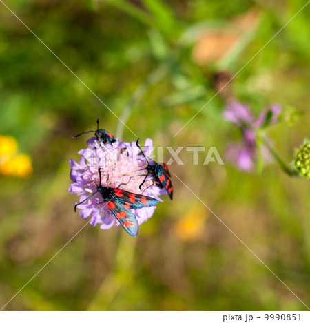 Zygaena romeo on a flower Zygaena romeo on a flower 9990851