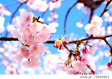 桜 9990863