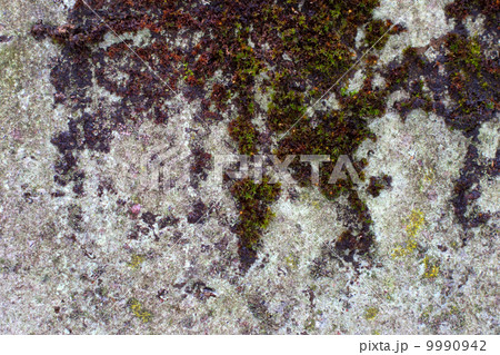 wall under layer of moss wall under layer of moss 9990942