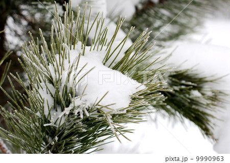 Pine branches in the snow 9990963