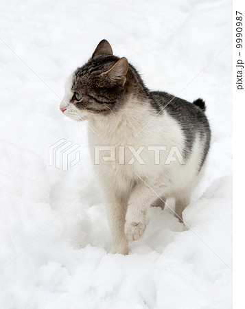 Cat on white snow Cat on white snow 9990987