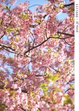 河津桜 河津桜 9991153