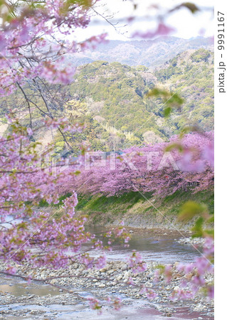 河津桜 9991167