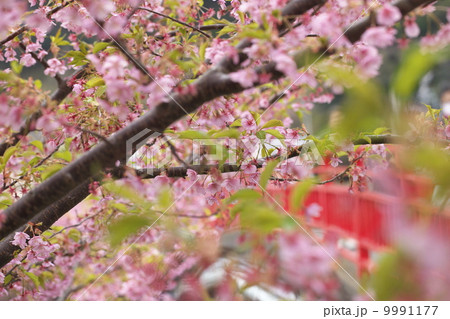 河津桜 河津桜 9991177