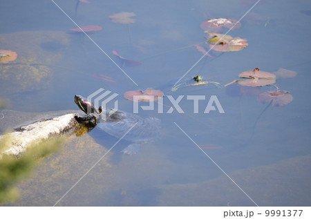 もうすぐ春だね♪ 9991377