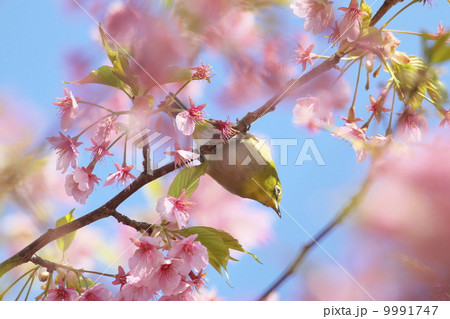 河津桜とメジロ 河津桜とメジロ 9991747