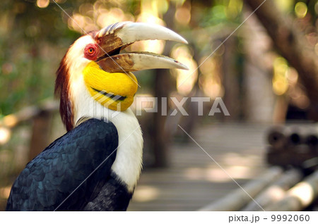 Wreathed hornbill Wreathed hornbill 9992060